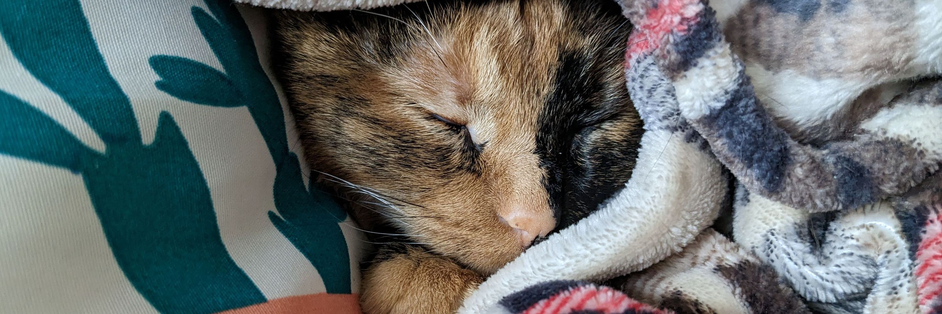 Cinnamom