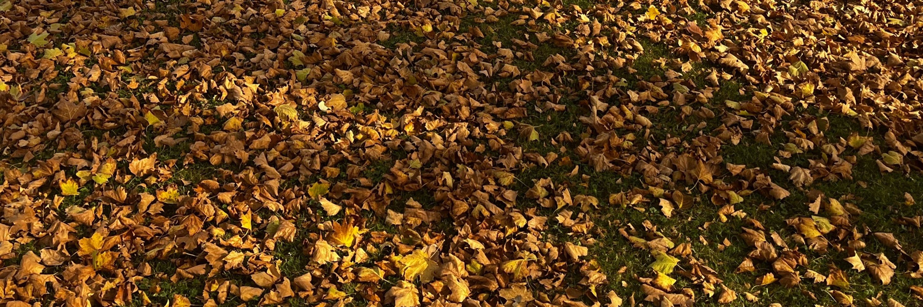 D.