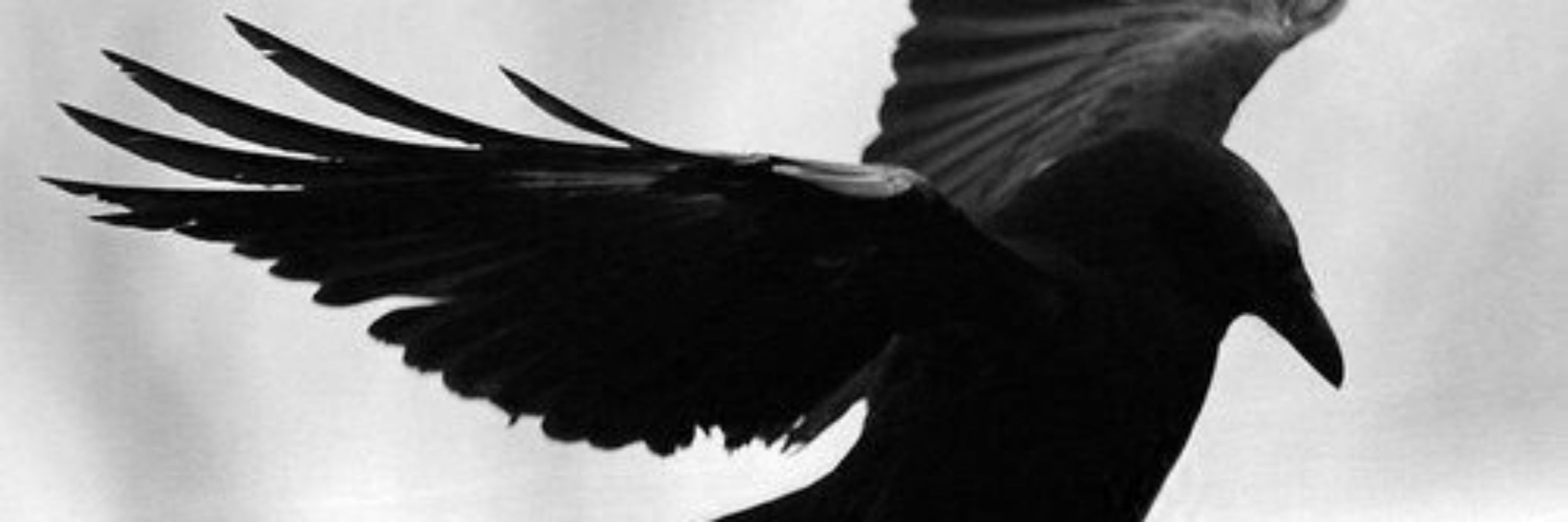 Raven