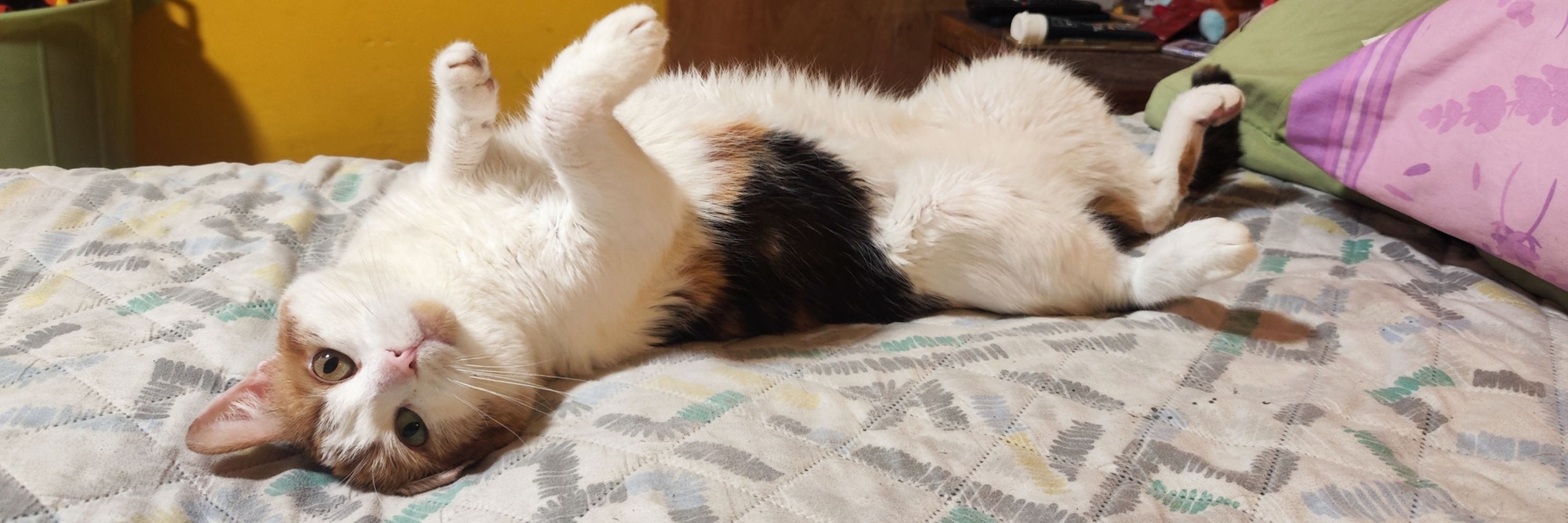 Barra