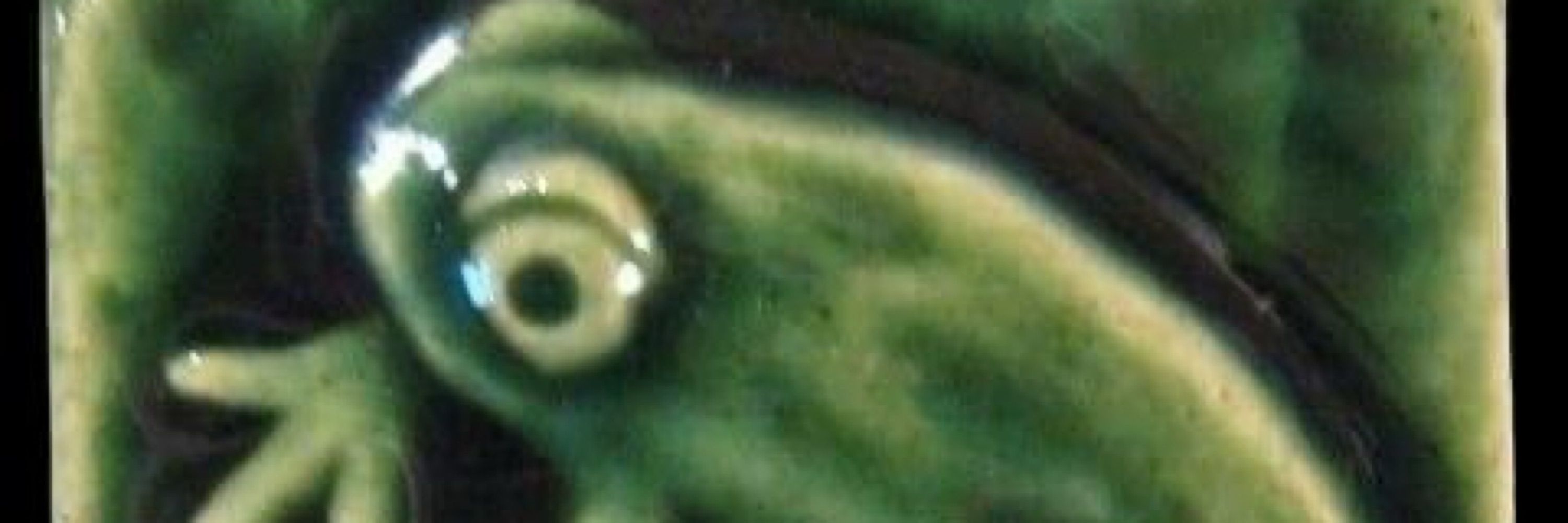 fern