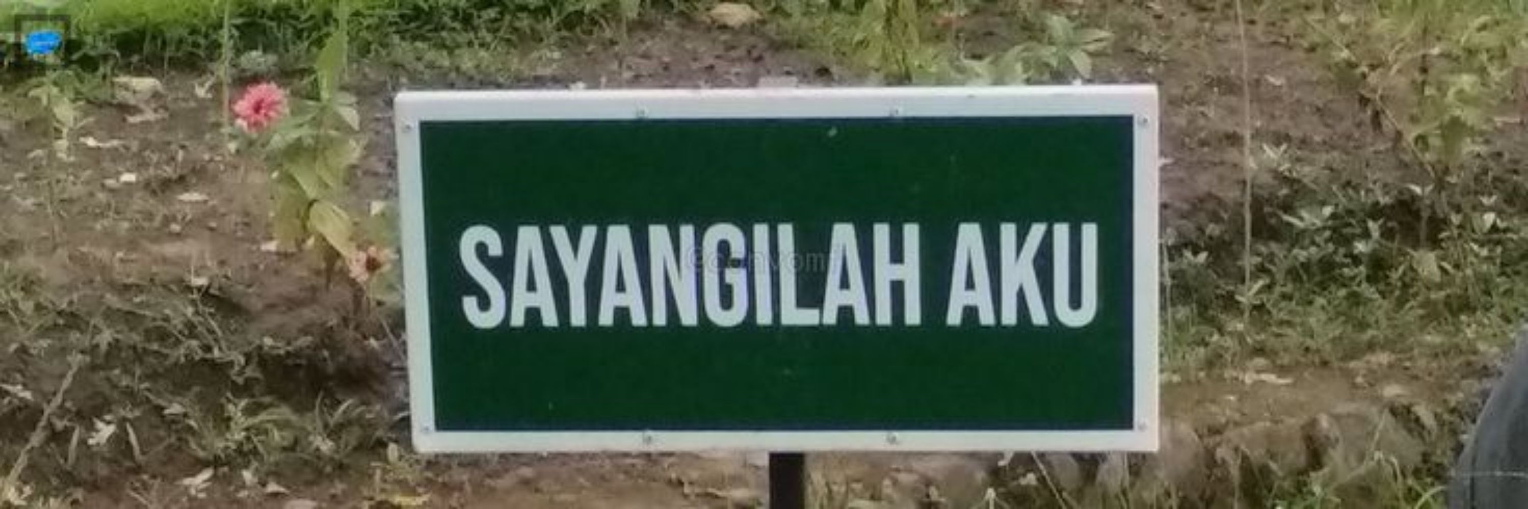 Amaya