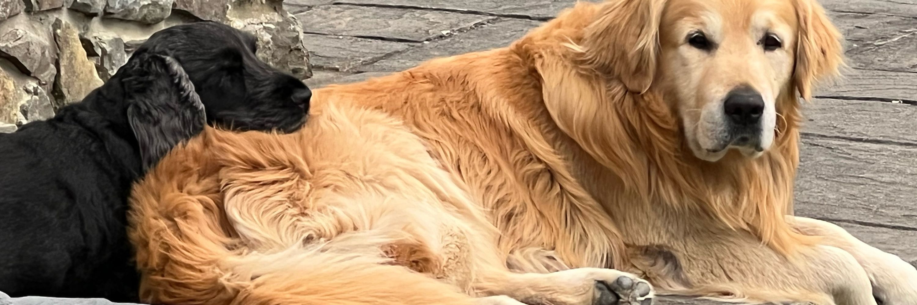 Oscar and Leo Muddypaws