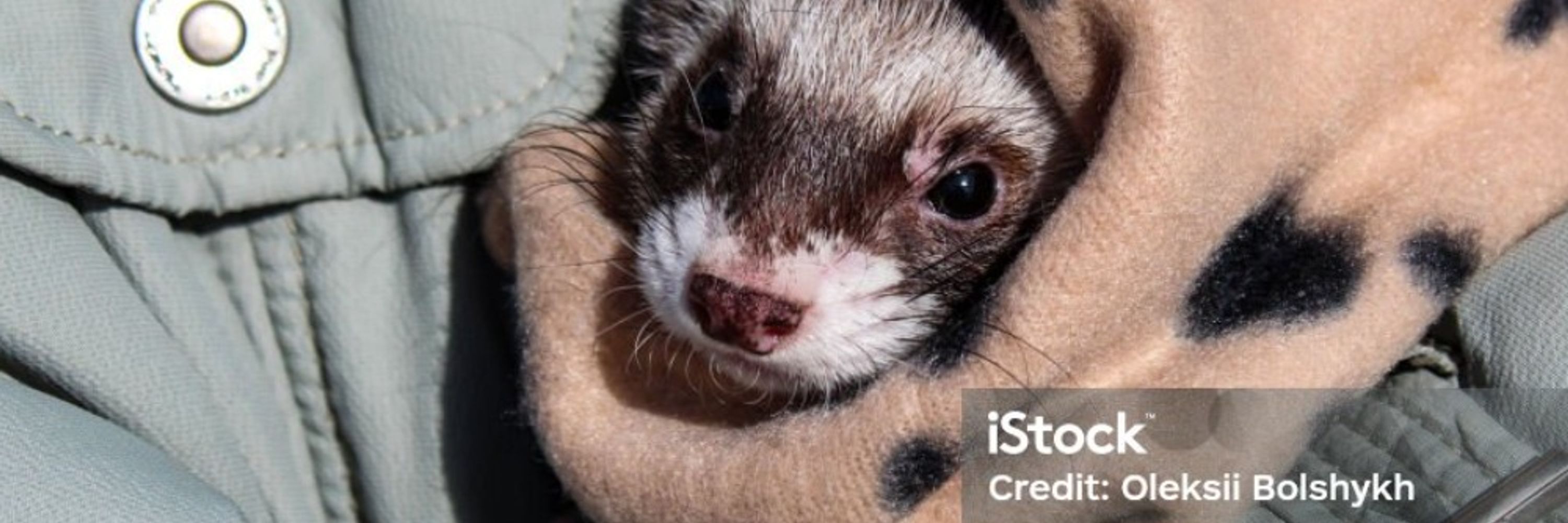 Ferrets_For_Life27