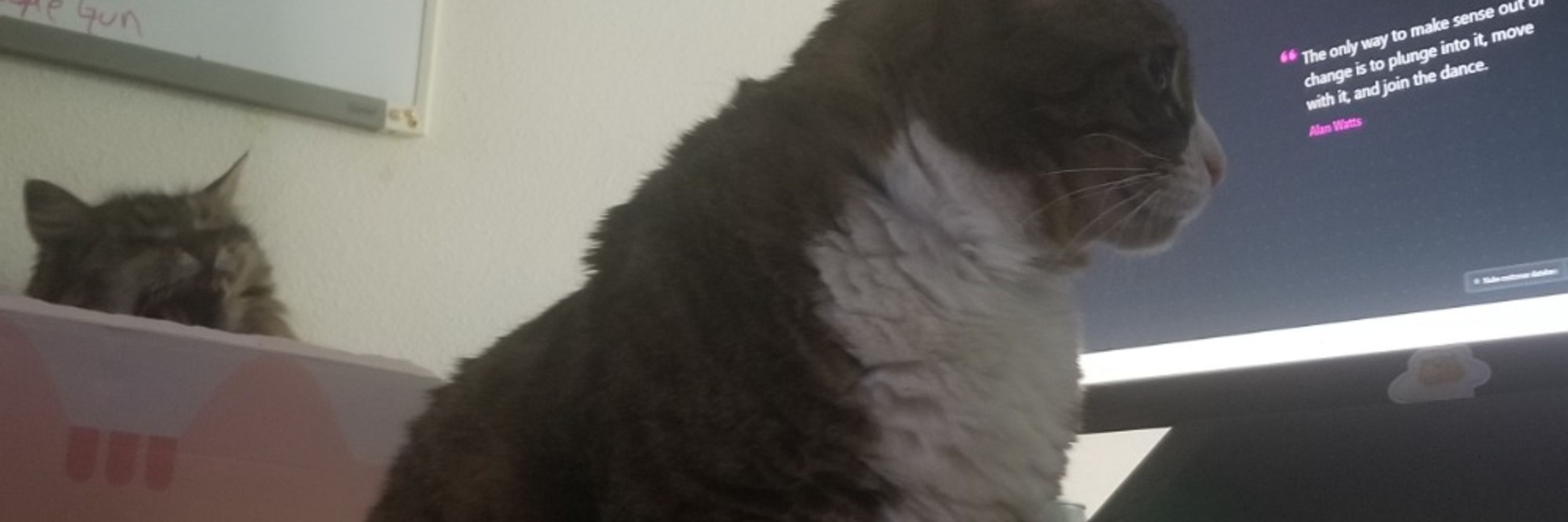 cait (ft. space the cat)