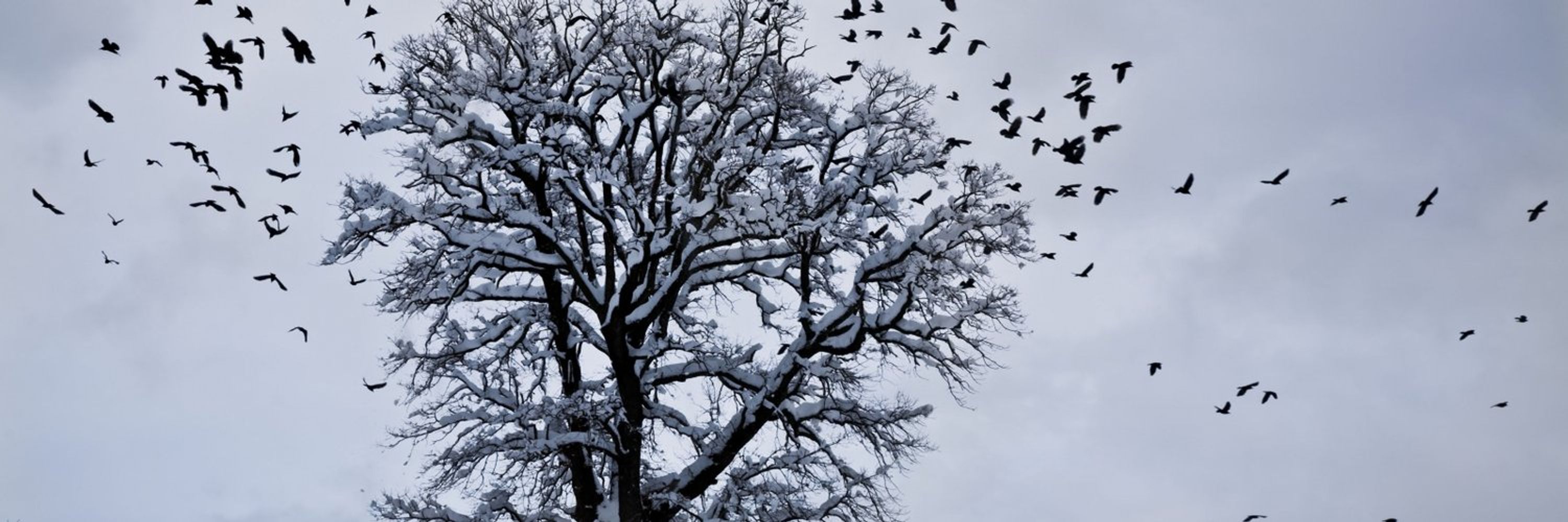 blackorbird