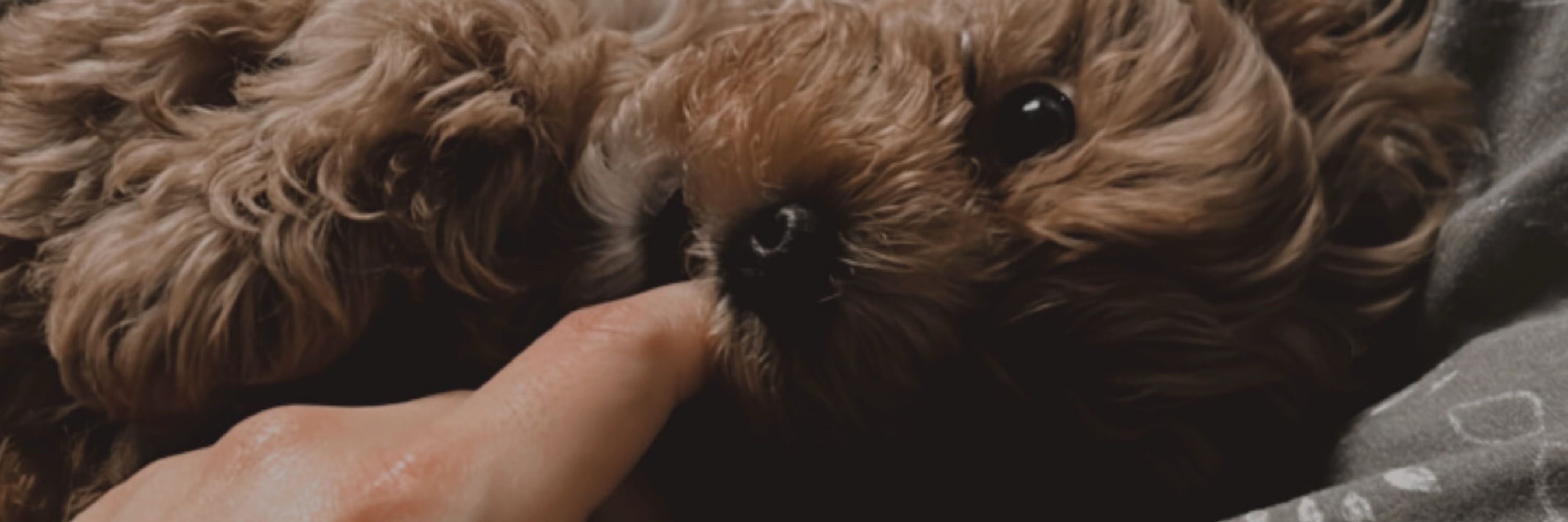 Charlie
