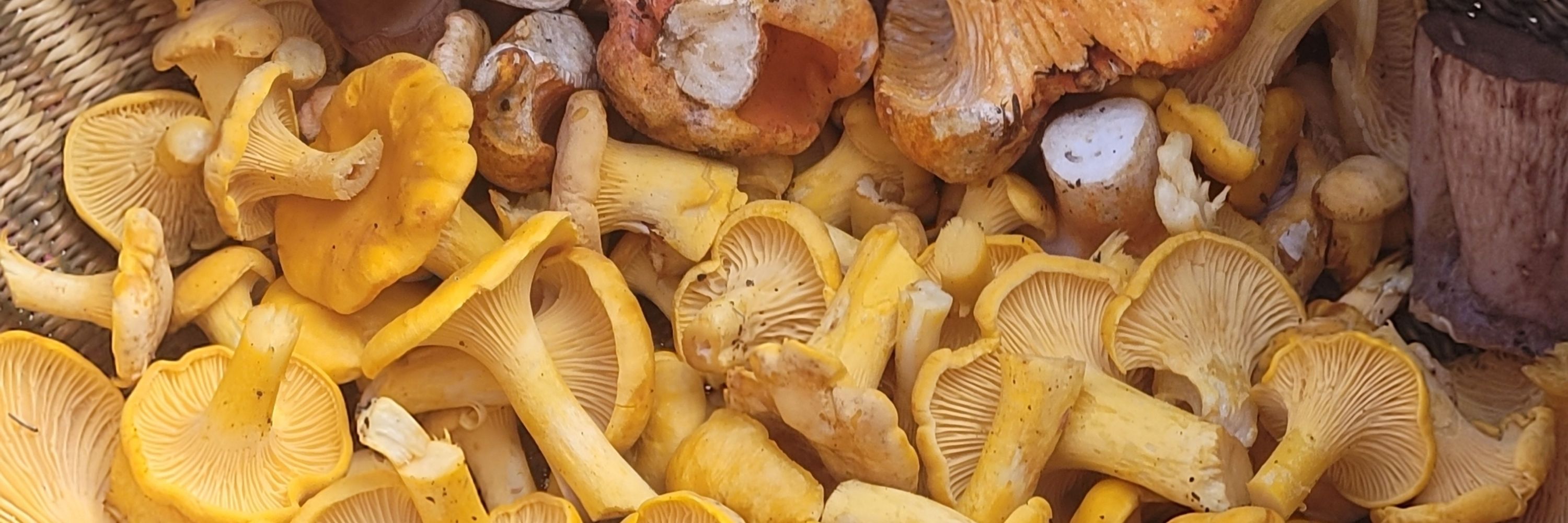 Ariel's Mushroom Co.