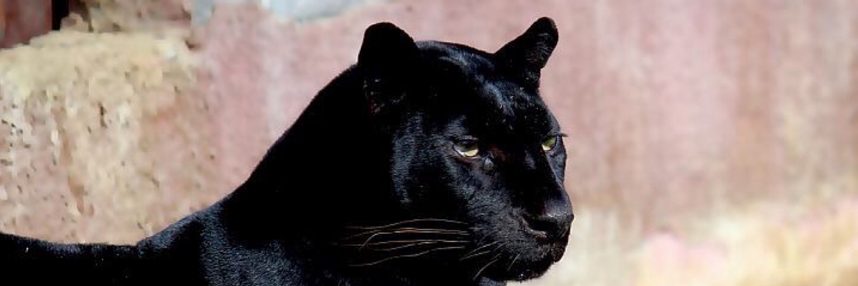 tai