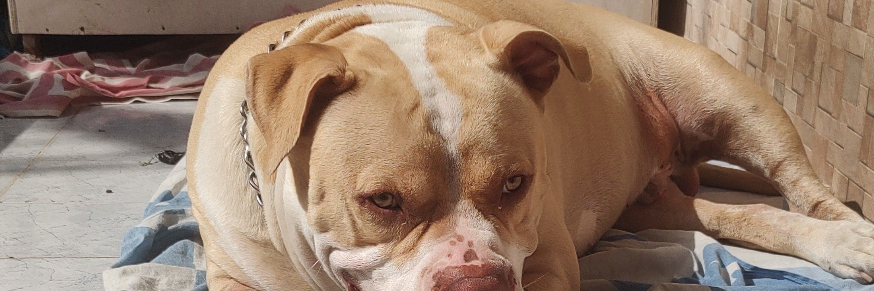 Igor