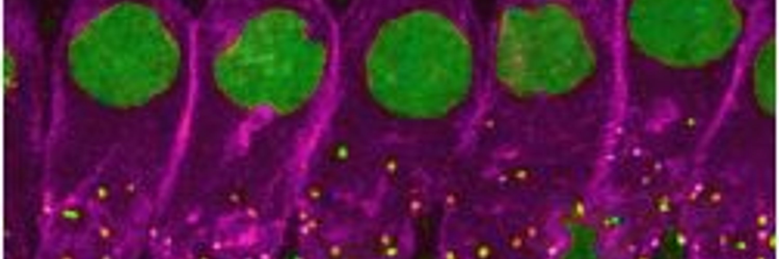 Reisinger Lab