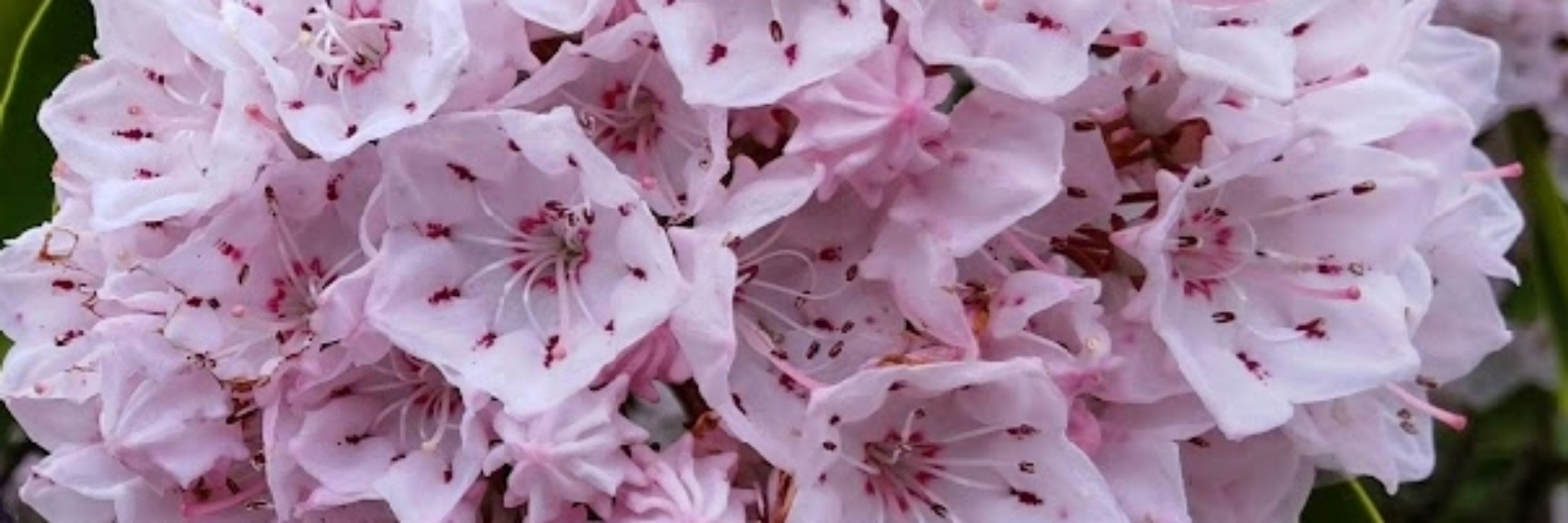 カメリア🌸