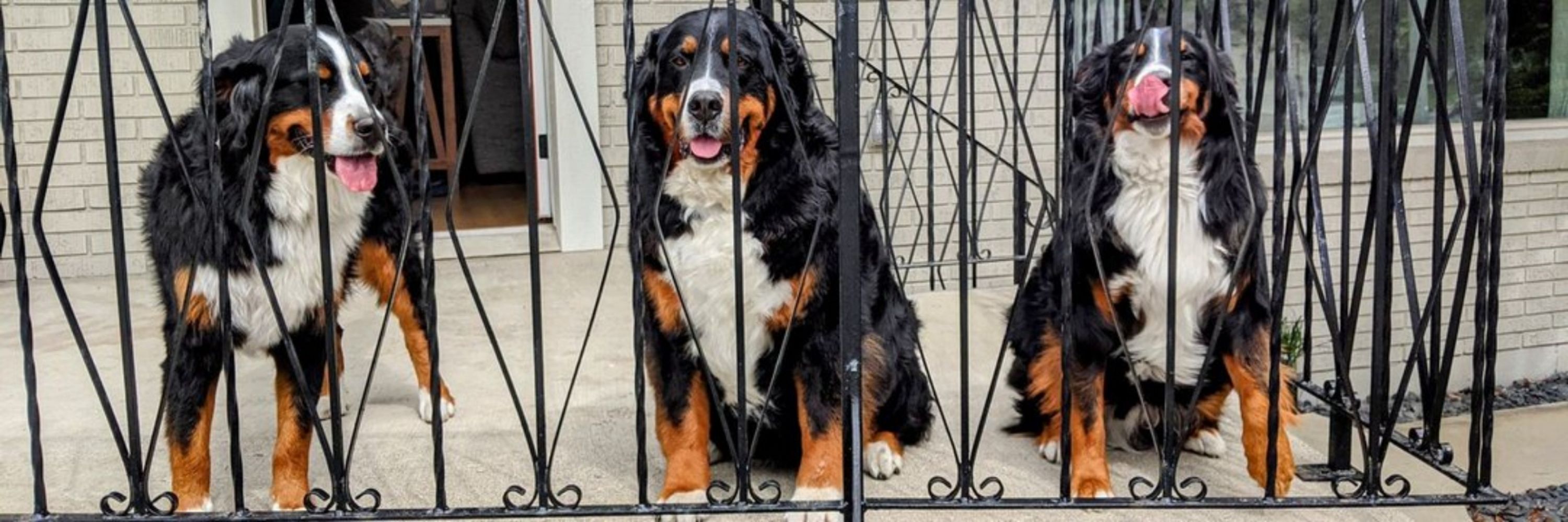 The Berner Buddies