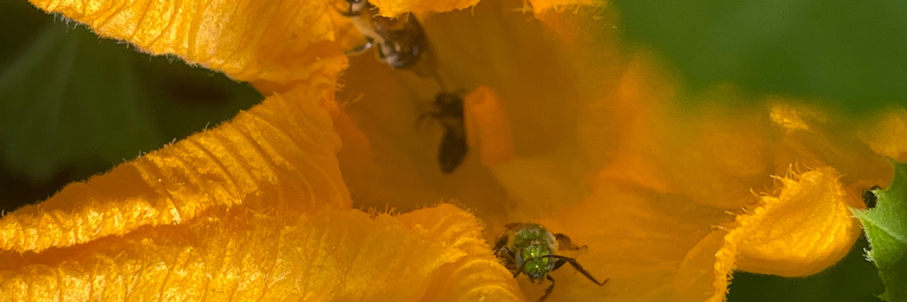 beekept 