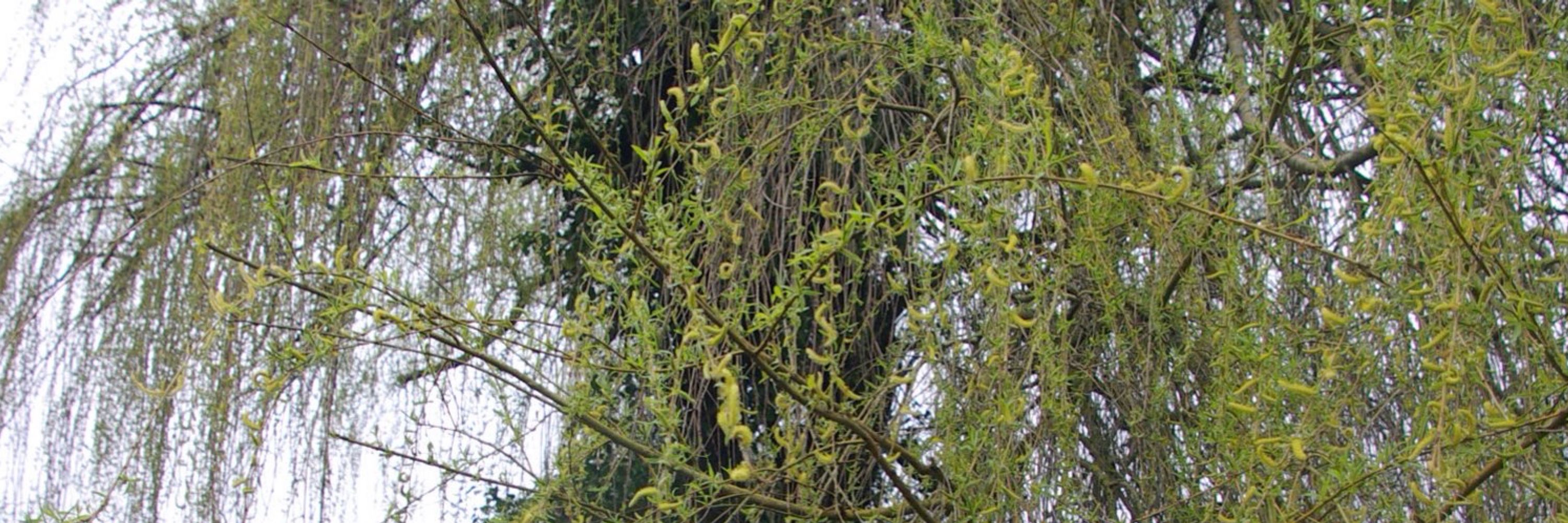 Wülferhampton Hermit
