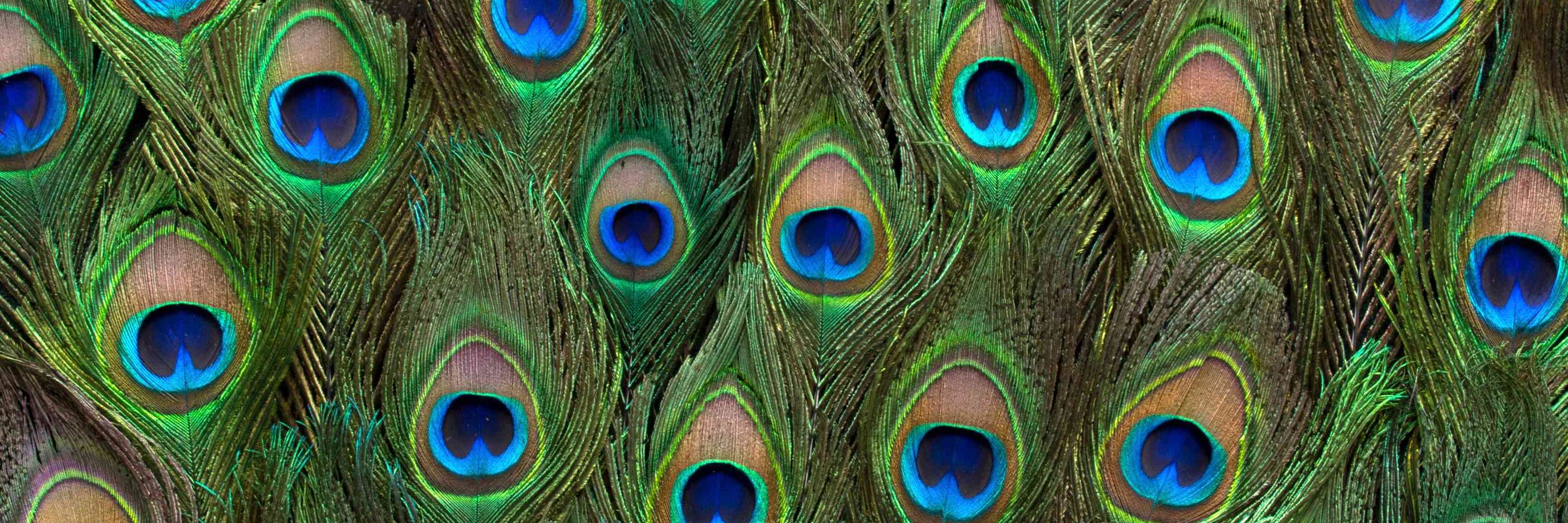 ImRatherMinty 🦚