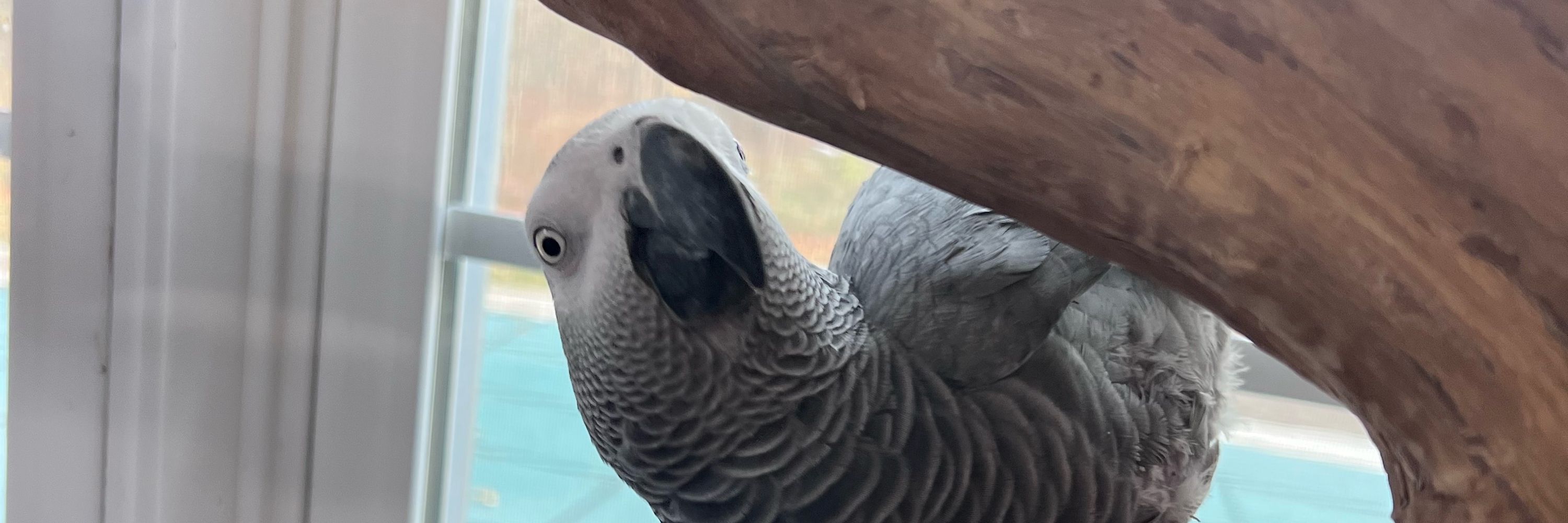 Symon the African Grey Parrot