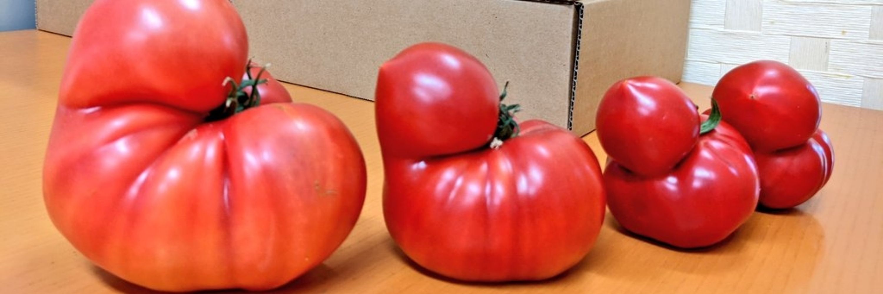 sogafarm Tomato　フルーツトマトの曽我農園