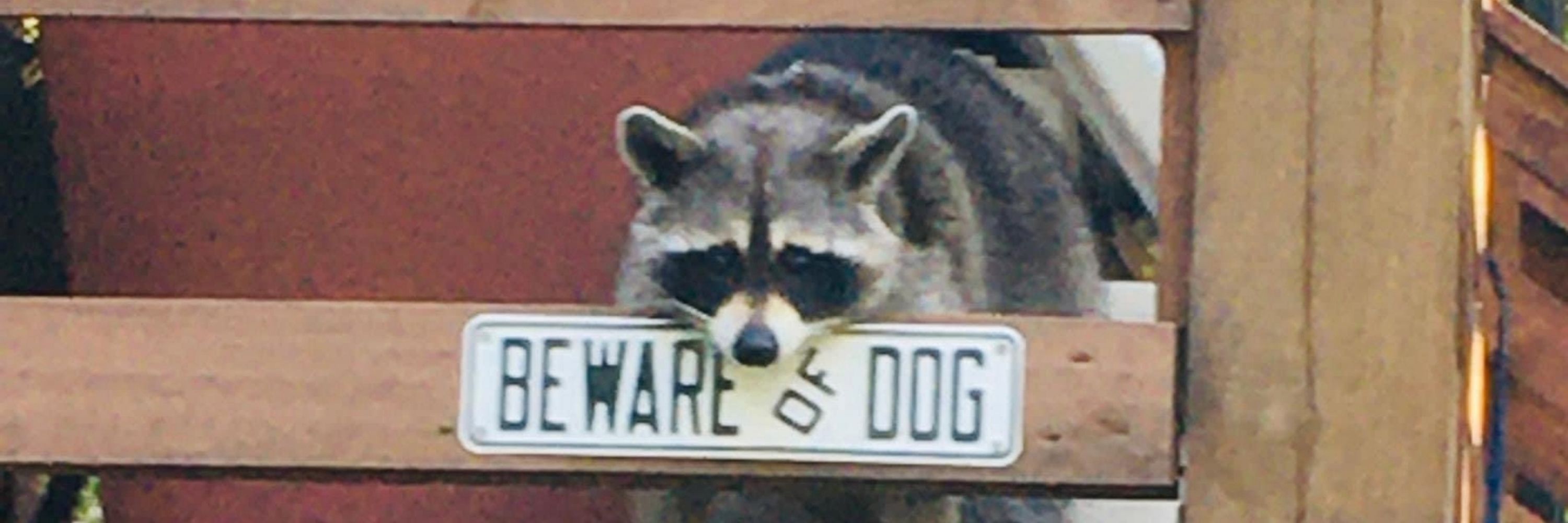⛓ ꜱᴄᴜᴍ 🐀