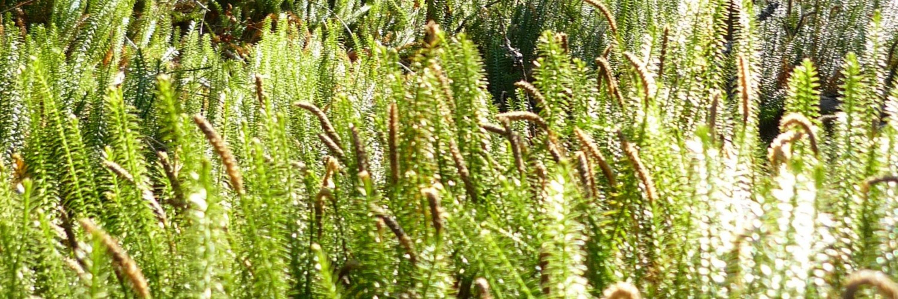 Parunzel