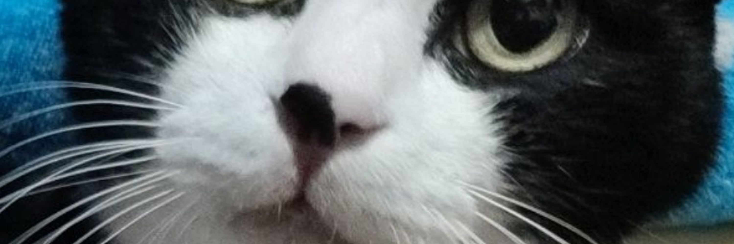 えこうさ