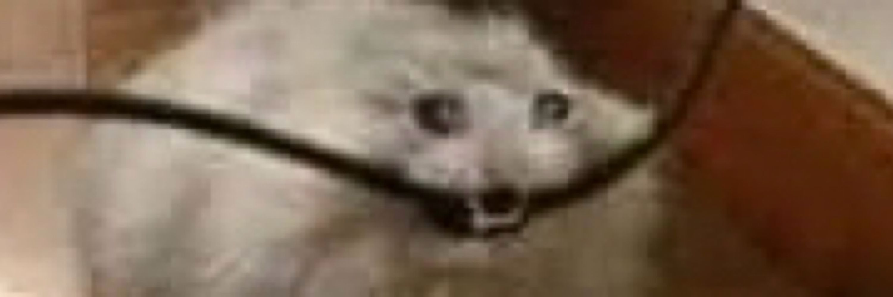 PH 