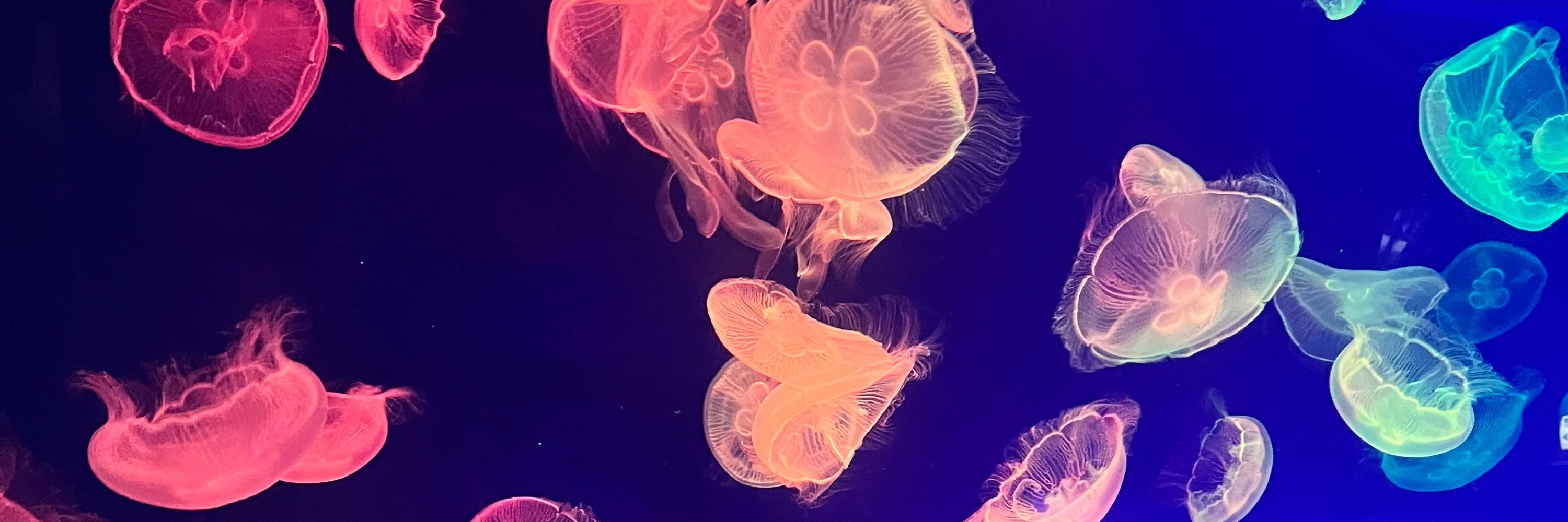 灣
