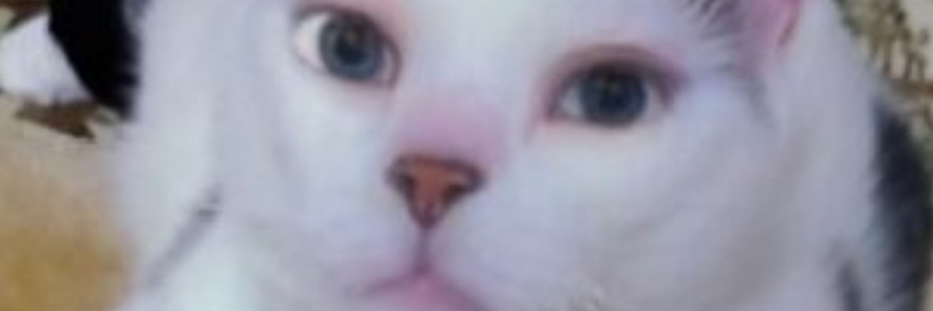 Catz