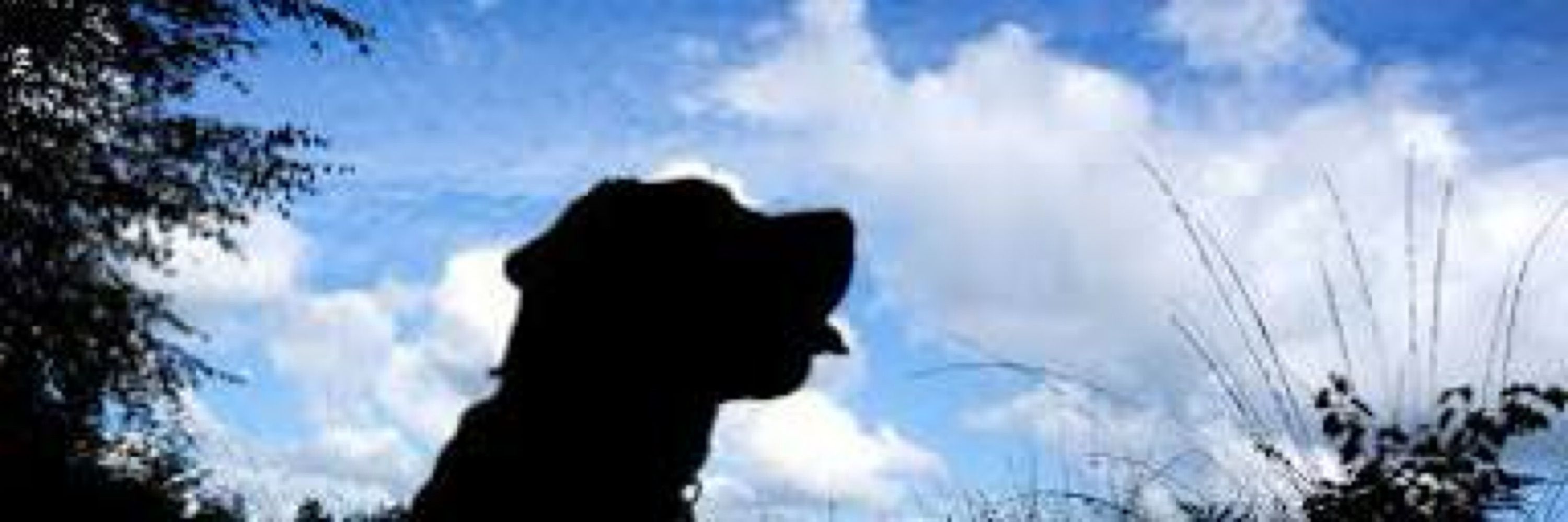 野良犬