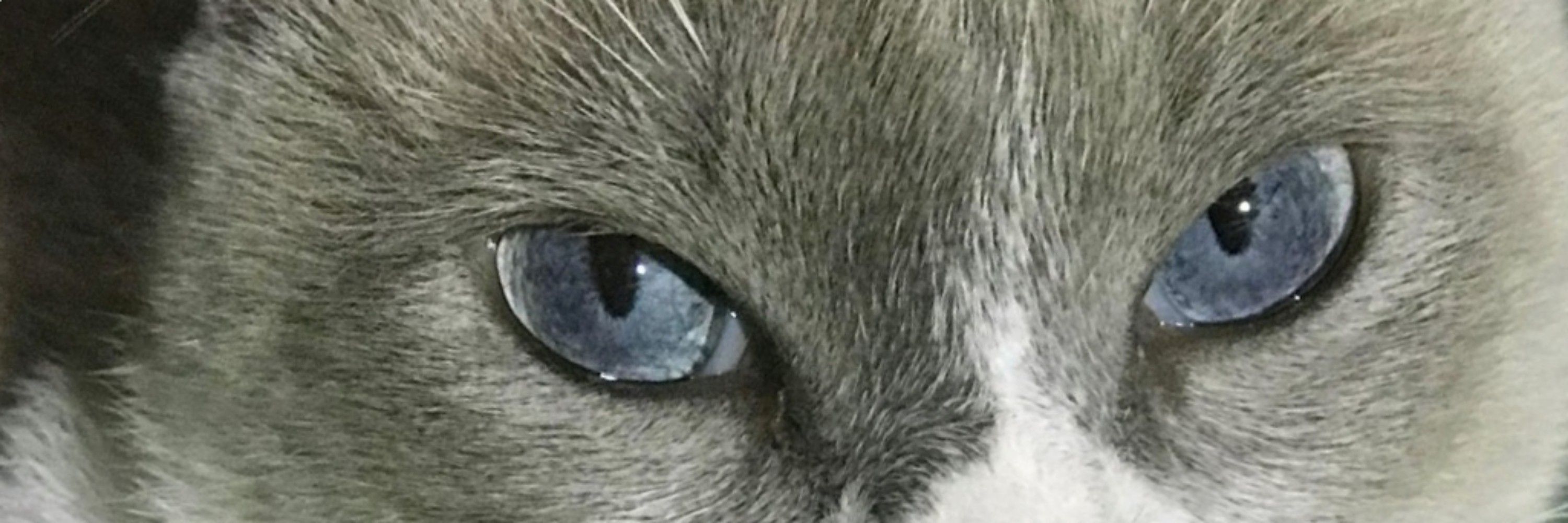 kiki