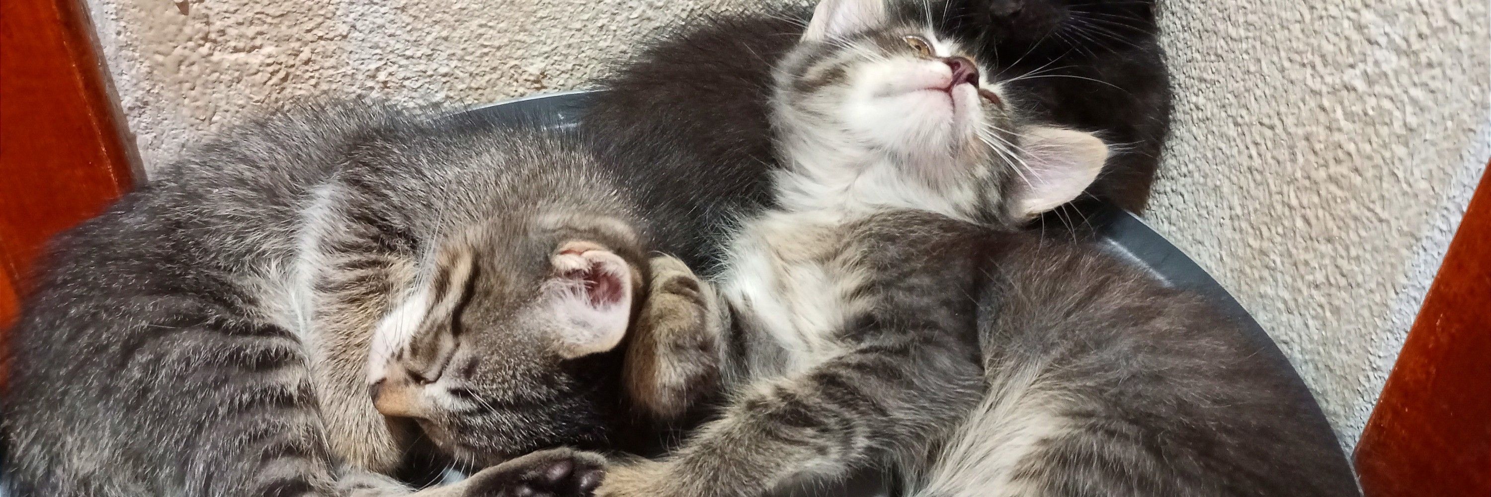  ˚.☾⋆Sᗩᖇᗩ🐾