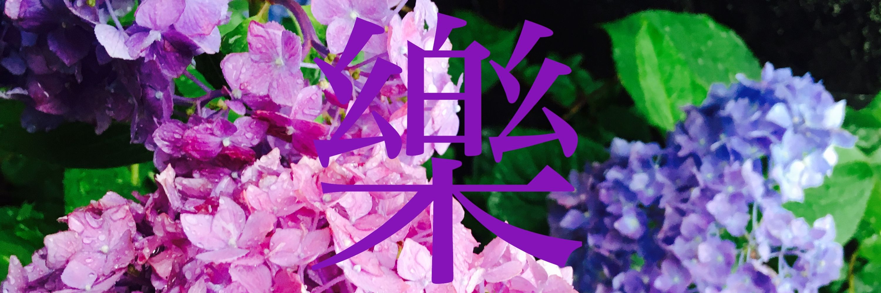 紫陽花
