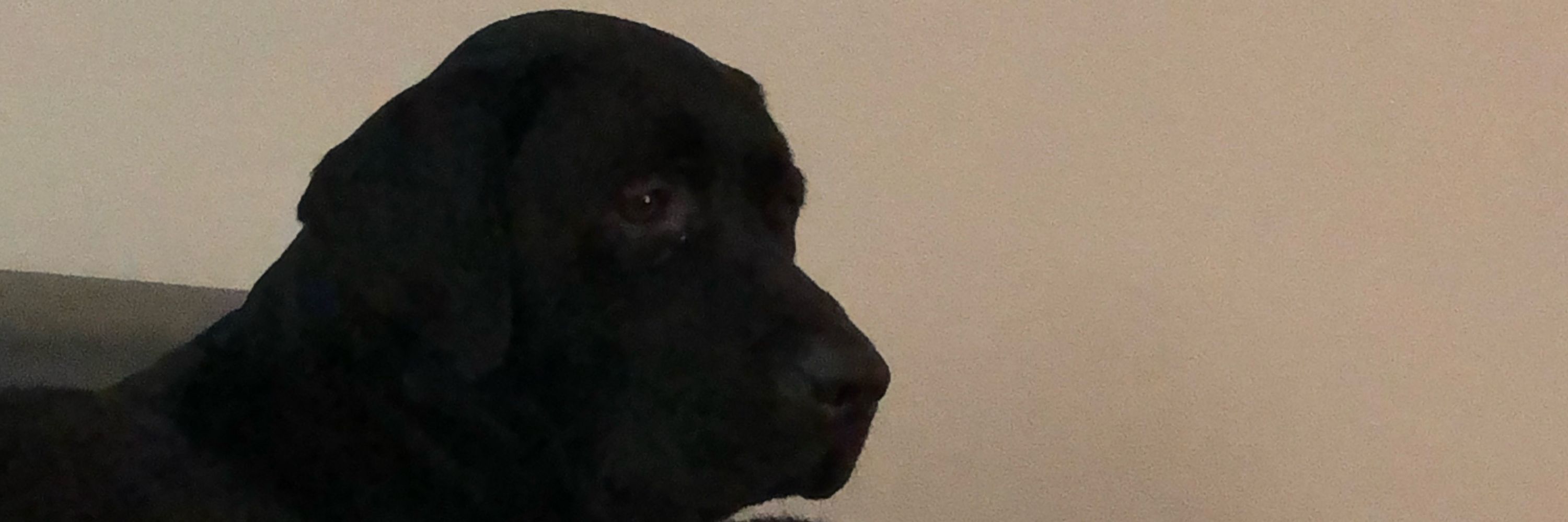 Greg Hayward@mydogbanjo.bsky.socual