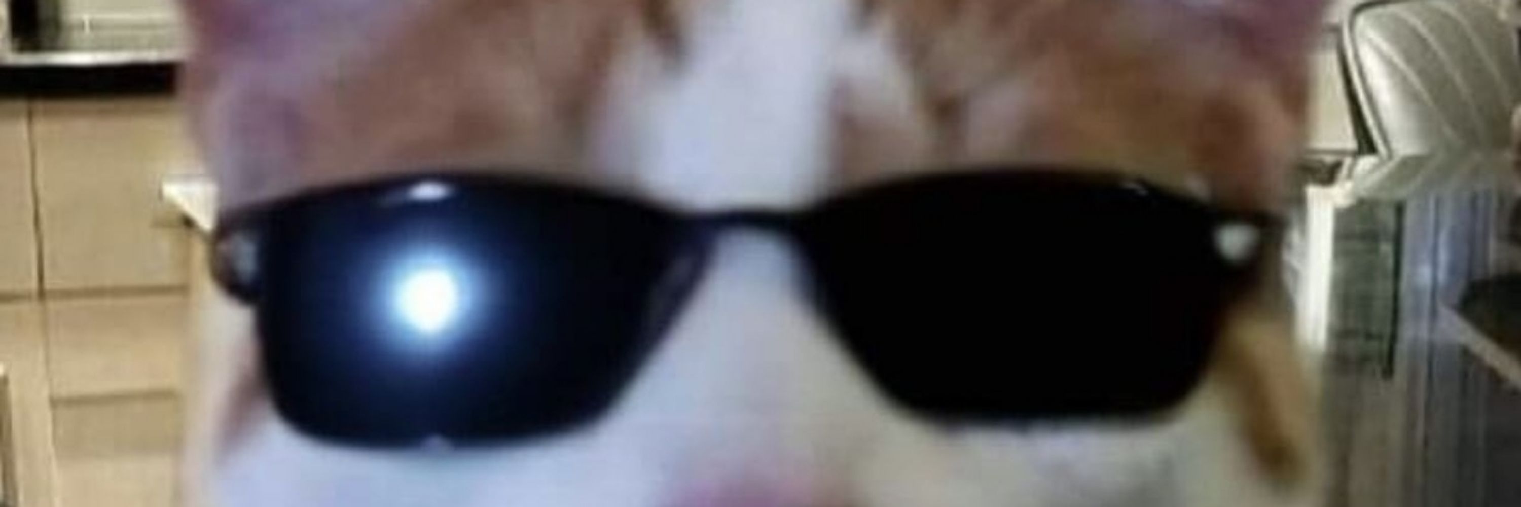 Gato Bêbo