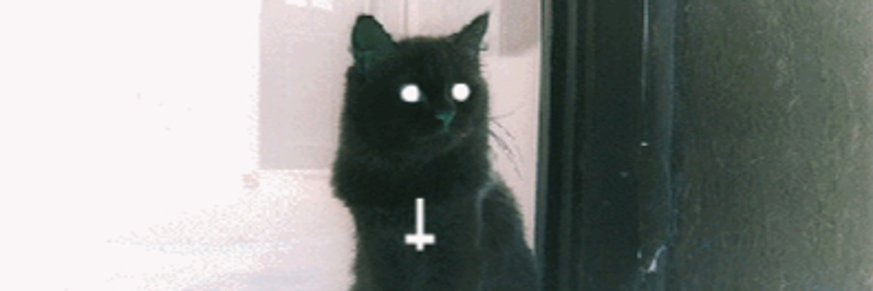 katt
