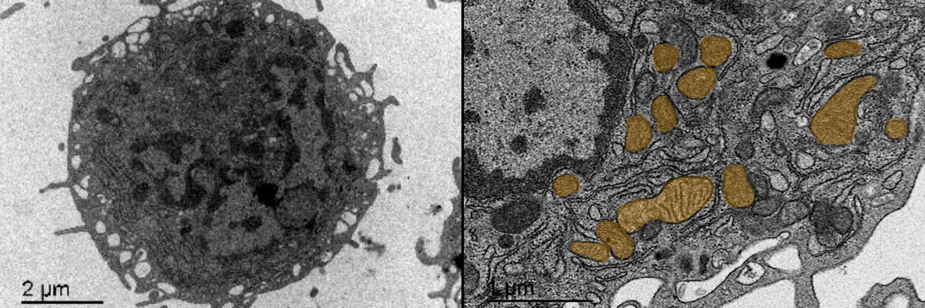 Regulation of Cell Plasticity Group