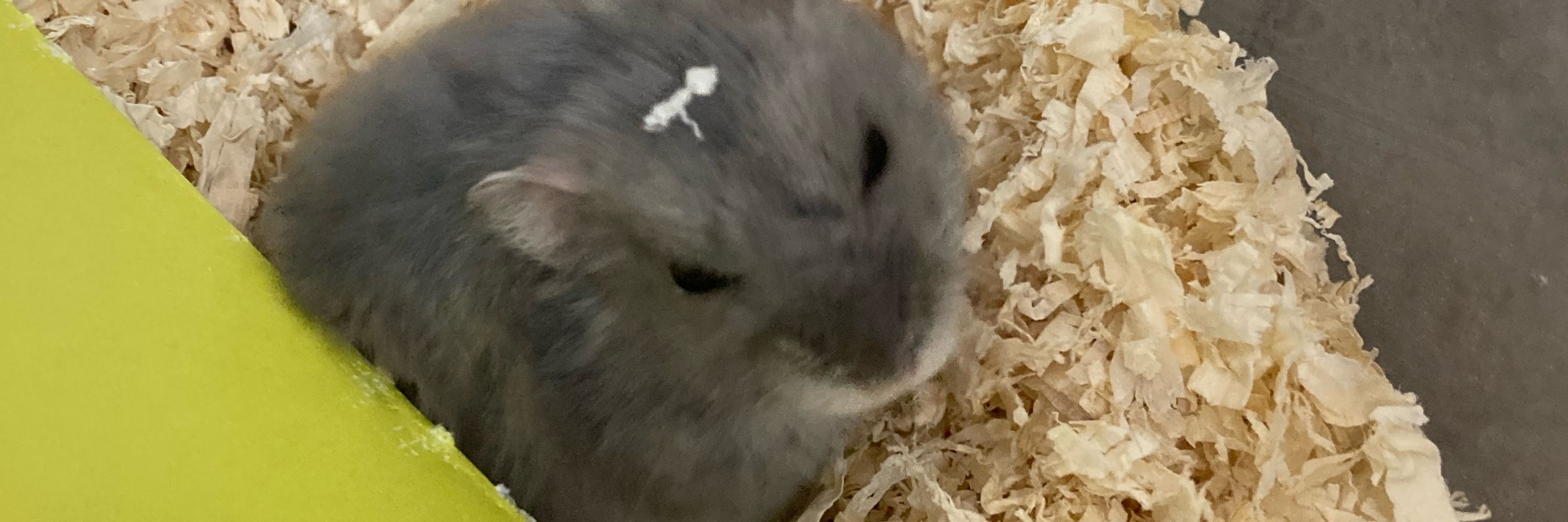 ふうる