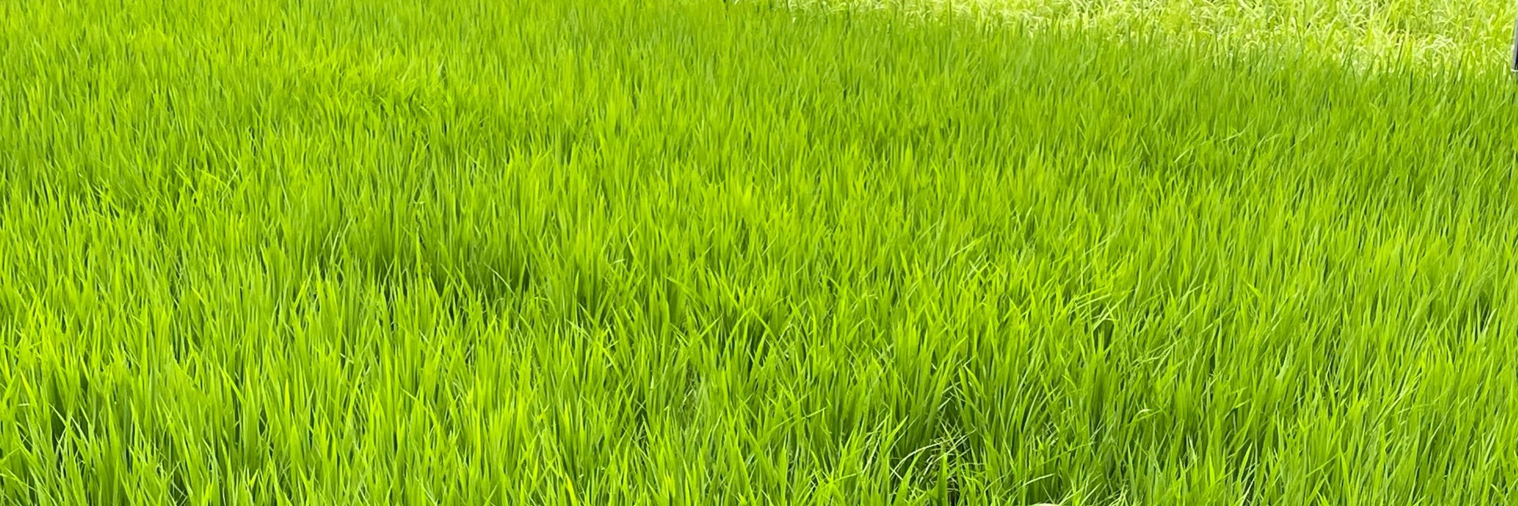 reijigreenblue