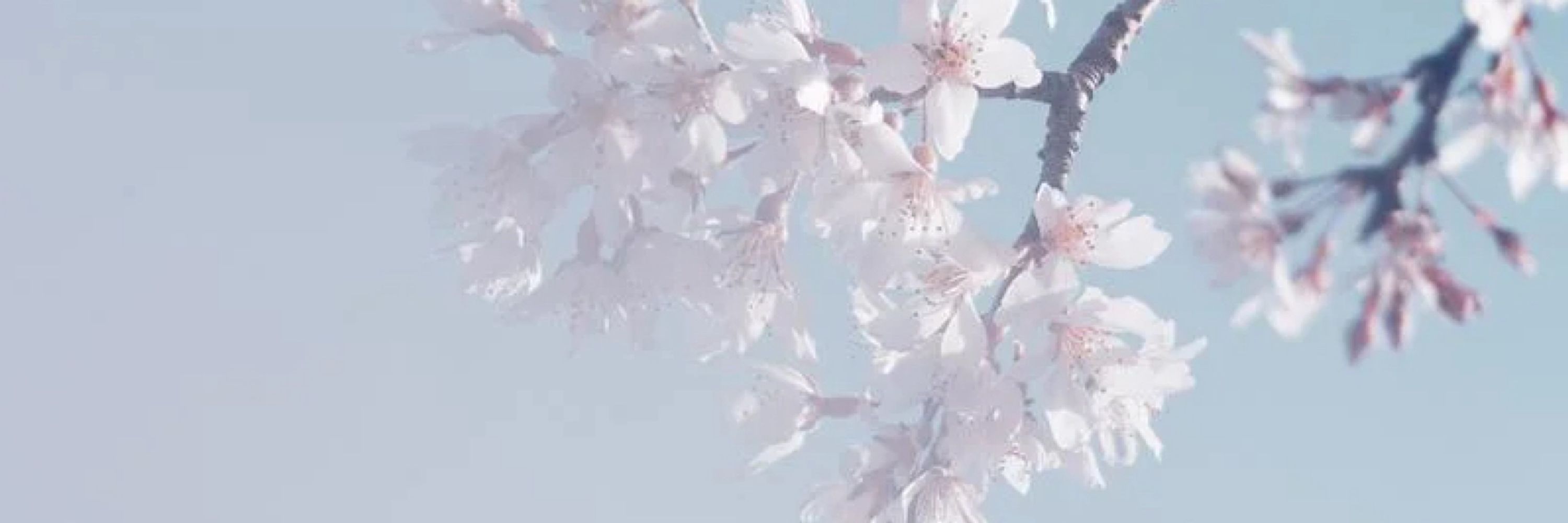 ふじ