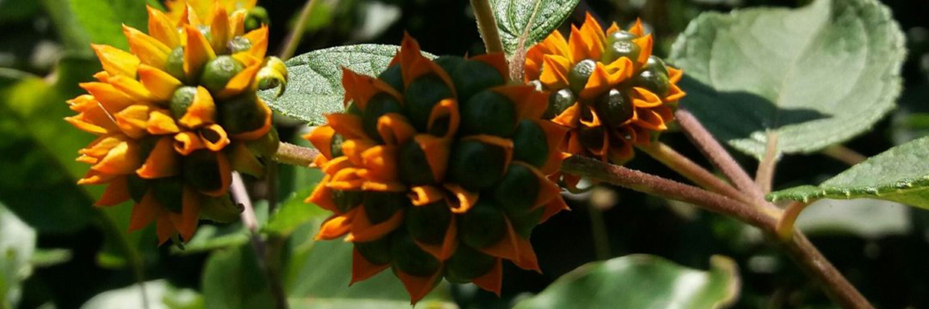 O Hellboy tem um jardim🍀