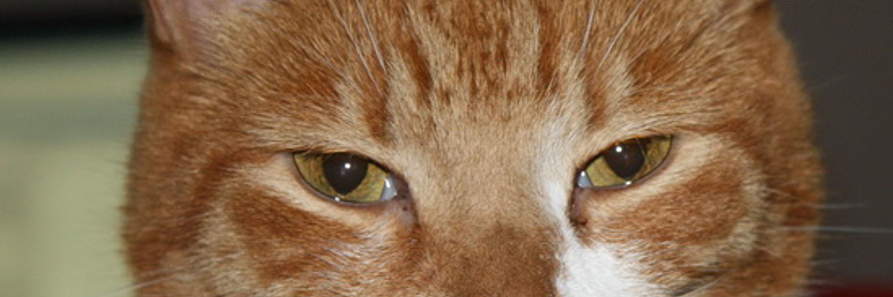 TheCatRoom