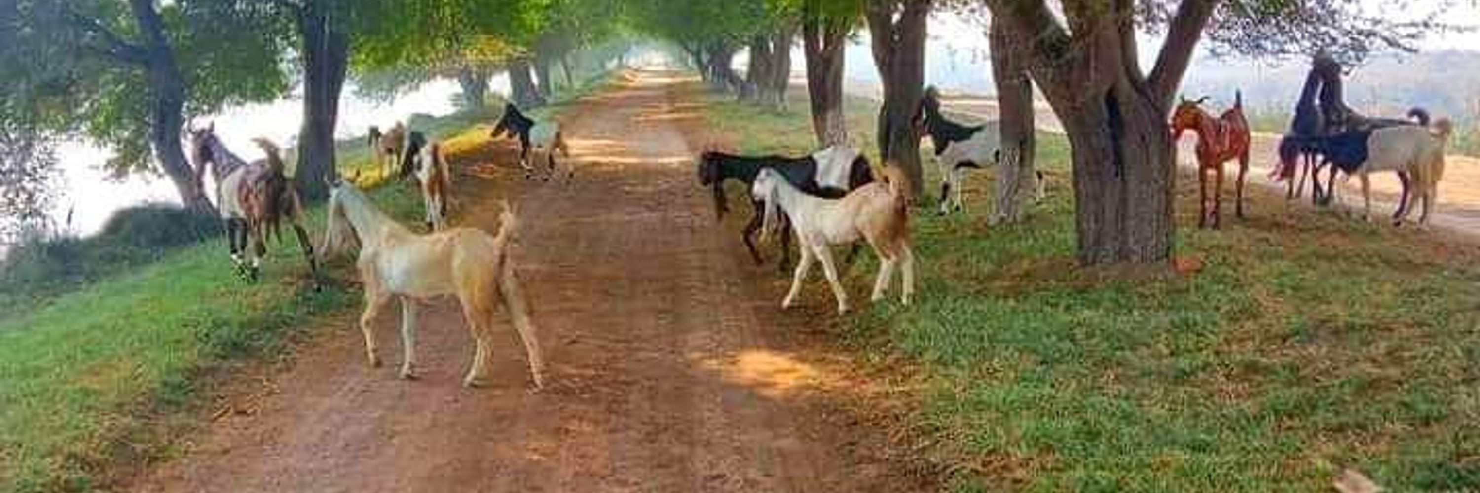 Haroon Ansari 