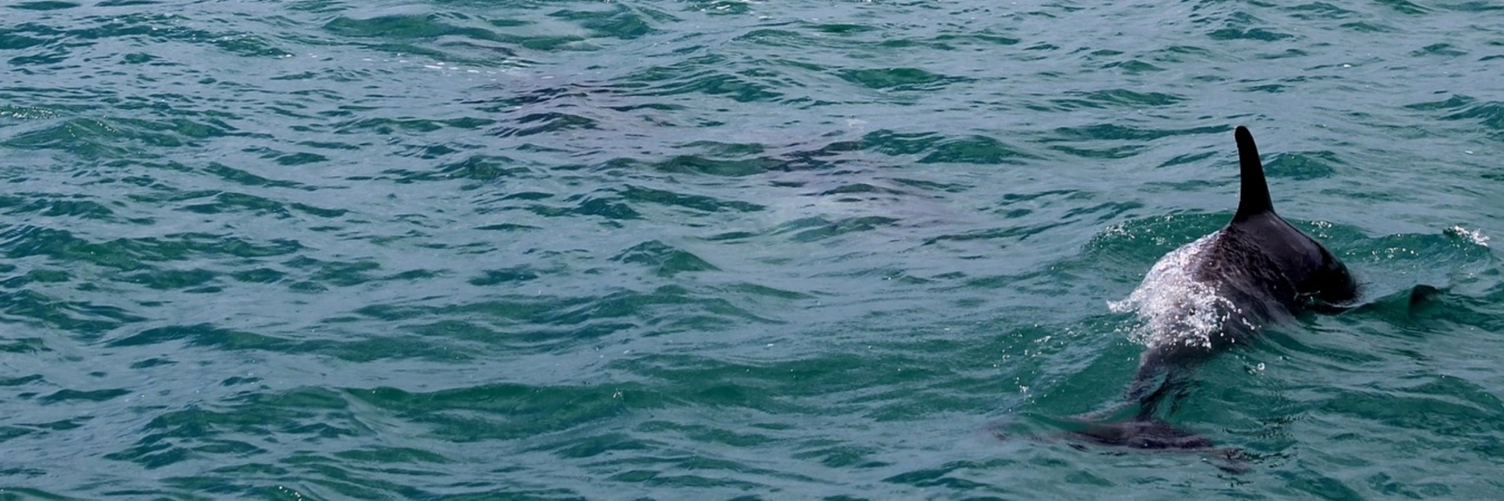 🌙🐬