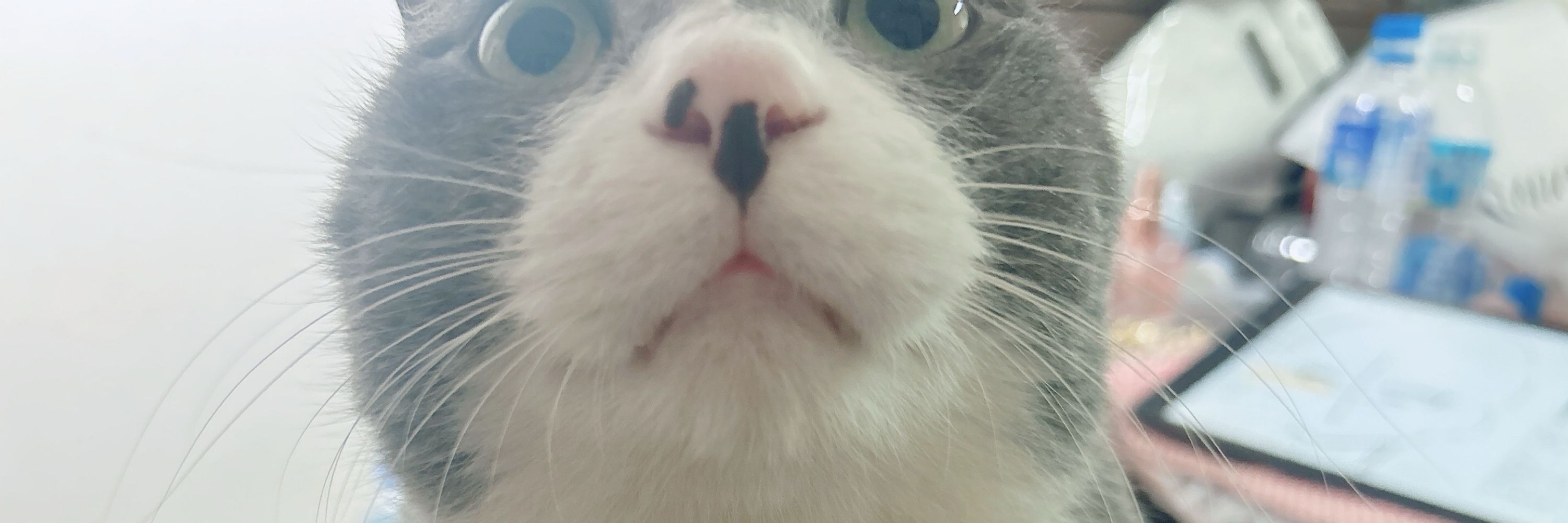 にゃあお