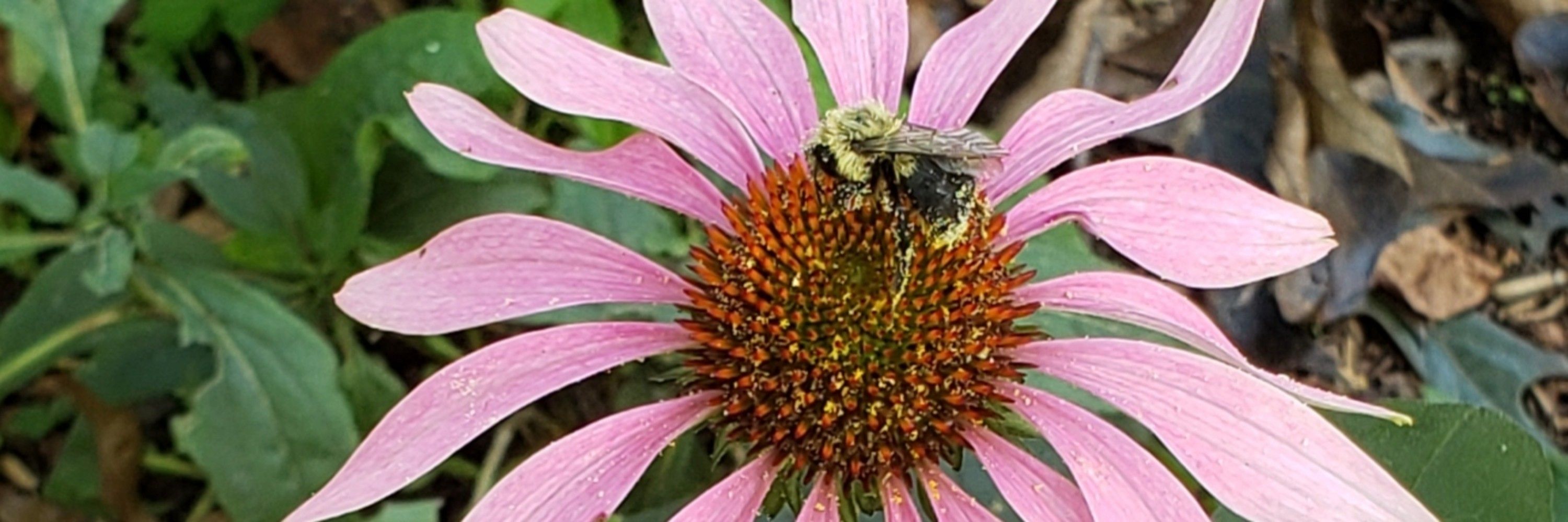 old lady bee