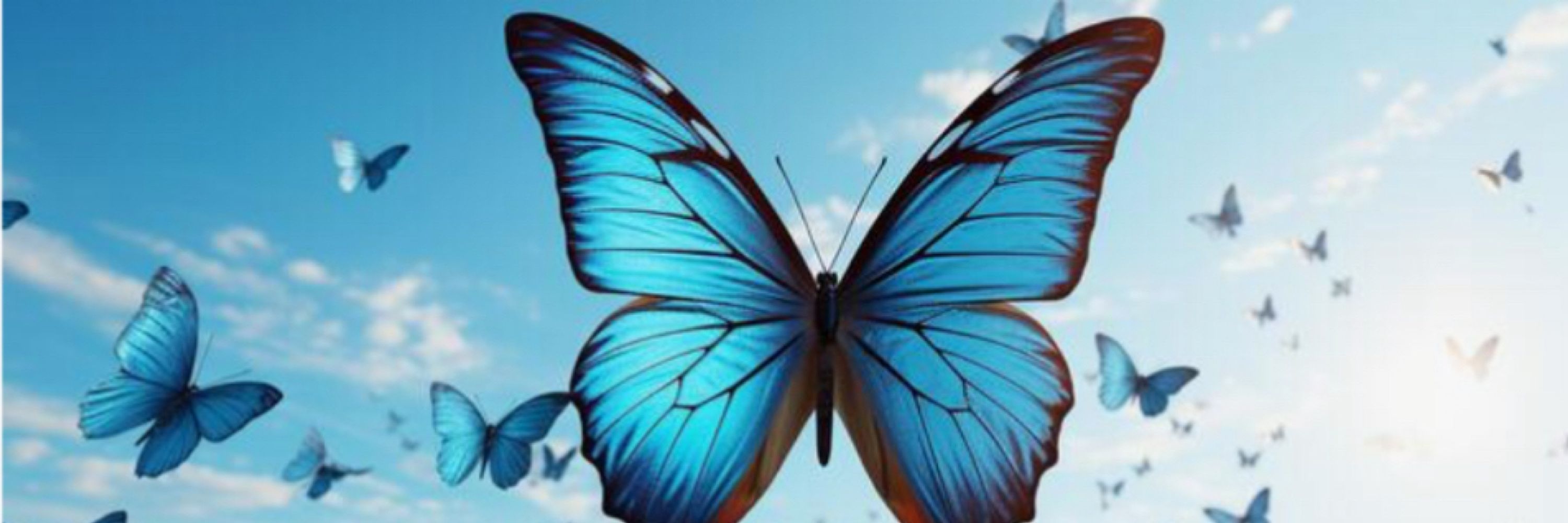 Jonas Holm 🦋