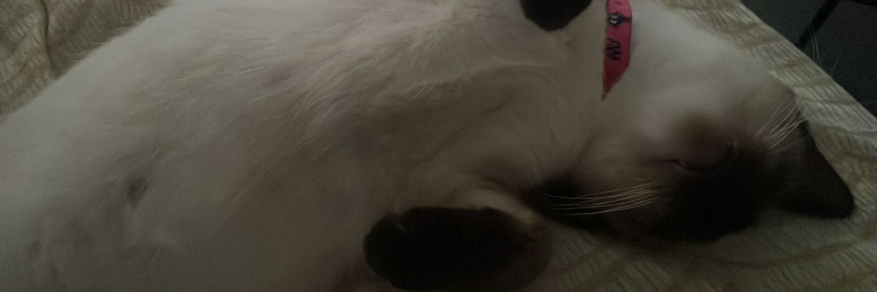 Lusquinha