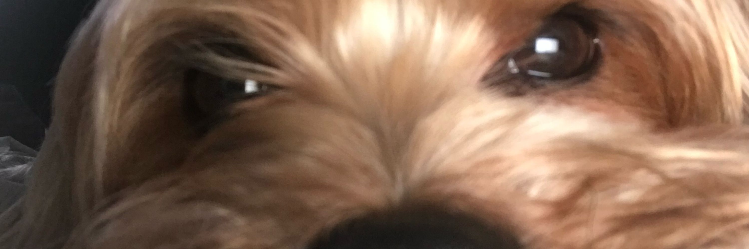 Vivi