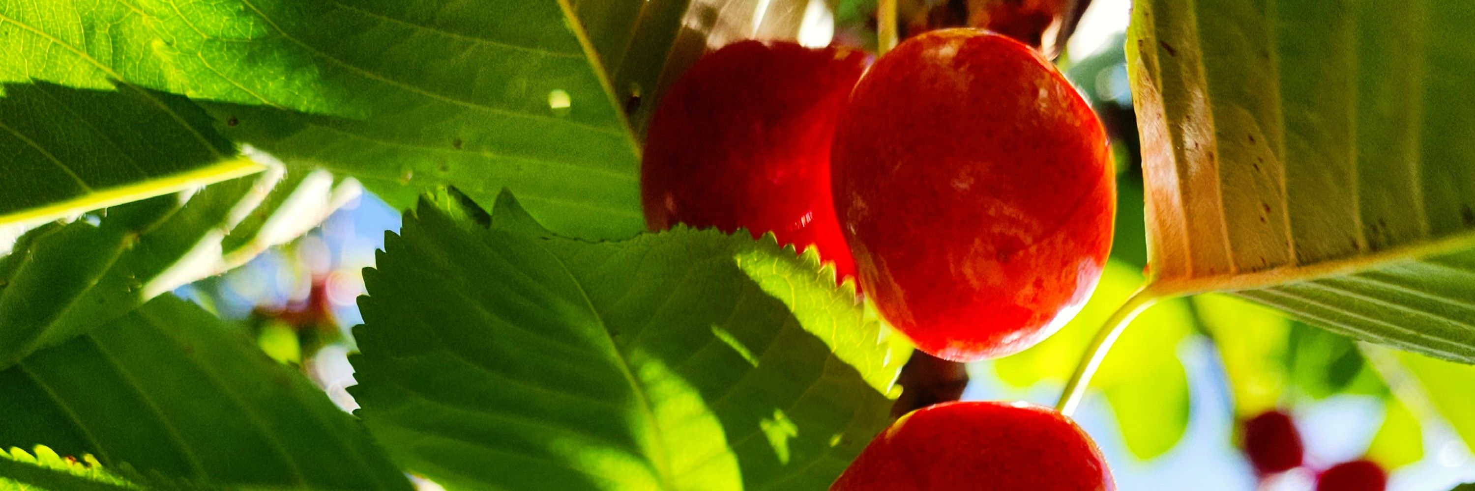 Probably a Cat in a Cherry Tree