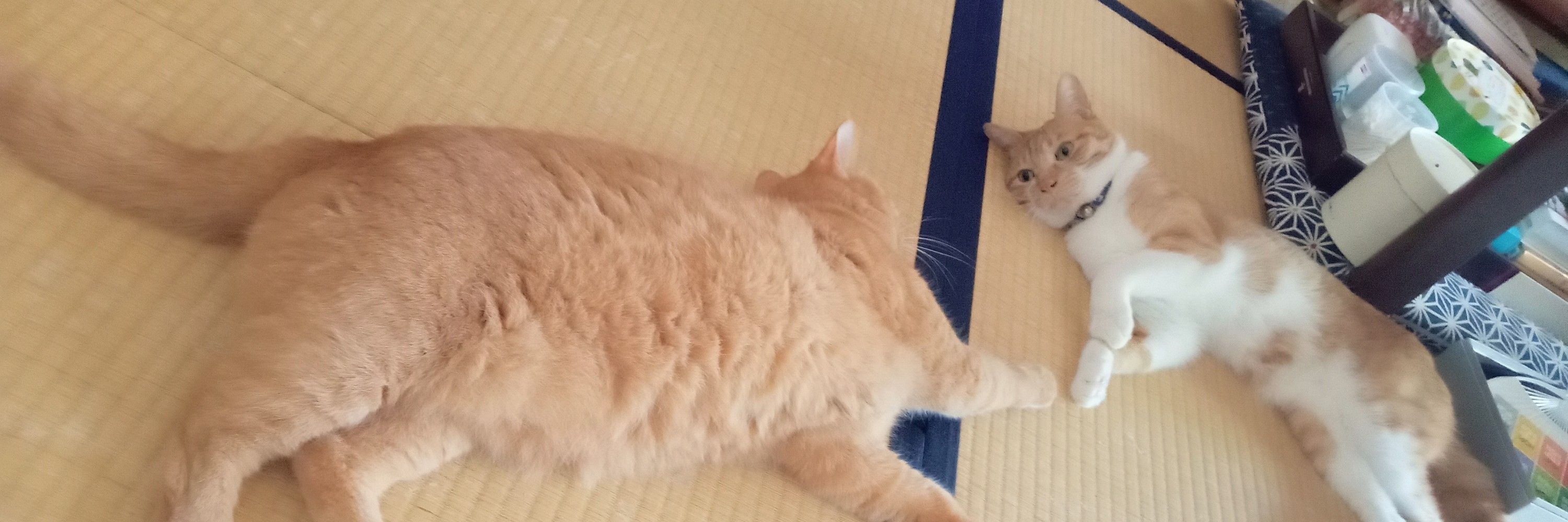 さやか